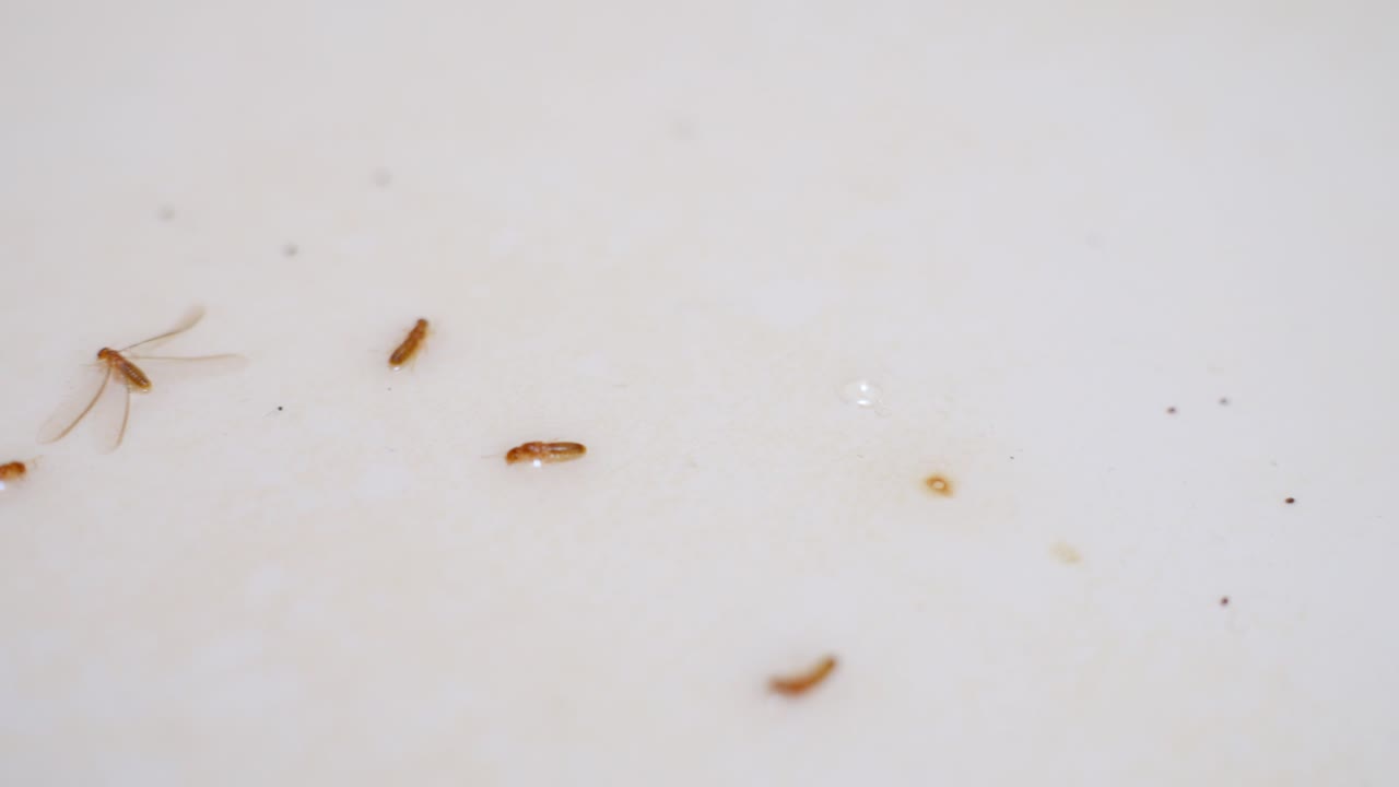 detalle de primer plano de las termitas muertas después del pesticida, de mano, vista de arriba, día