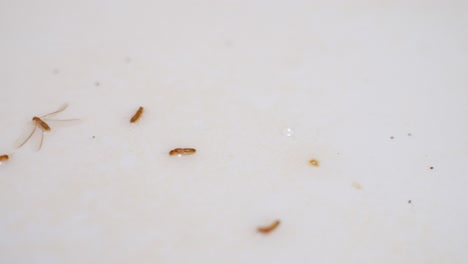 closeup detail of dead termites after pesticide, handheld, top view, day