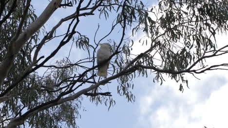 cacatúa en lo alto de un árbol de goma