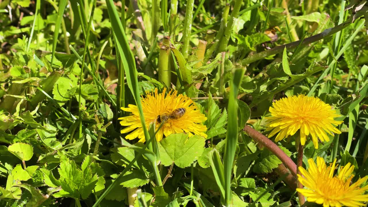Ape mellifera raccoglie polline da un dente di leone giallo in fiore in giardino, Lettonia