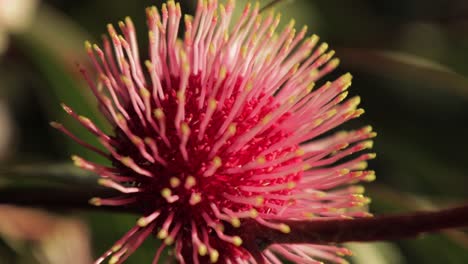 Hakea-Laurina-Pin-Cushion-Plant-Close-Up-Focus-Pull,-sunny-daytime-Maffra,-Victoria,-Australia