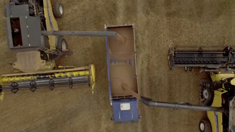 combine harvesters unloading wheat onto a truck trailer