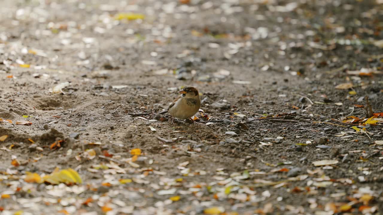 가 숲에서 참새 조류 멀리 날아