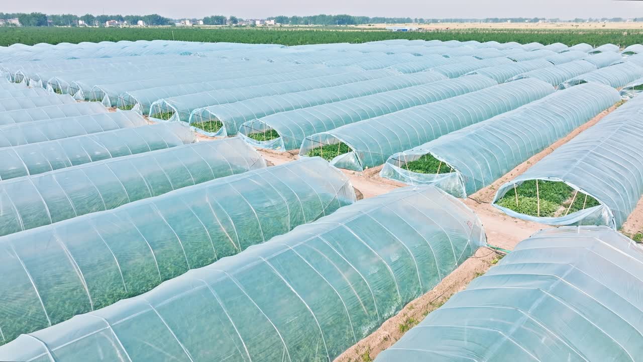 Aerial footage of agricultural plastic greenhouse in watermelon plantation, China.