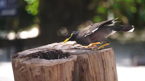 Pájaro-Myna-Comiendo-Comida-En-El-Caldo