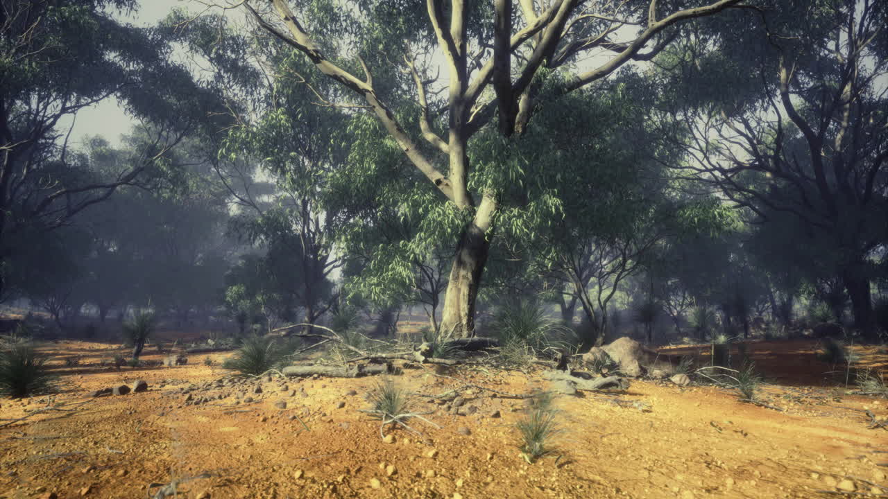 Vibrant landscape of an australian outback with majestic eucalyptus trees