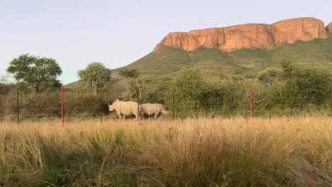 una pareja de rinocerontes blancos africanos vistos a través de la valla en el parque nacional de sudáfrica con una montaña en el fondo