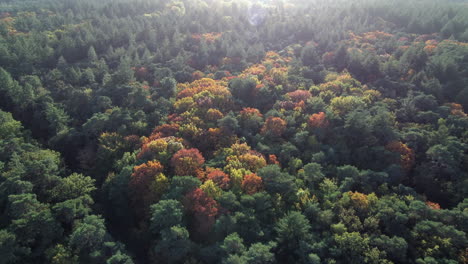 golden autumn forest with colorful trees, aerial drone view