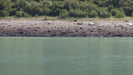 Bears-on-the-Rocky-coastline-searching-for-food,-Inside-Passage,-Alaska