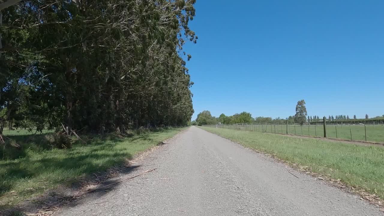 POV off-road (slow motion) cycling on gravel road underneath large eucalyptus trees with swaying branches on a beautiful summer's day - Selwyn District, New Zealand