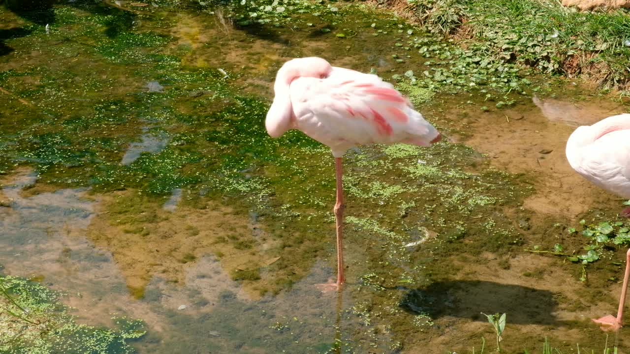 flamenco del caribe (phoenicopterus chilensis)