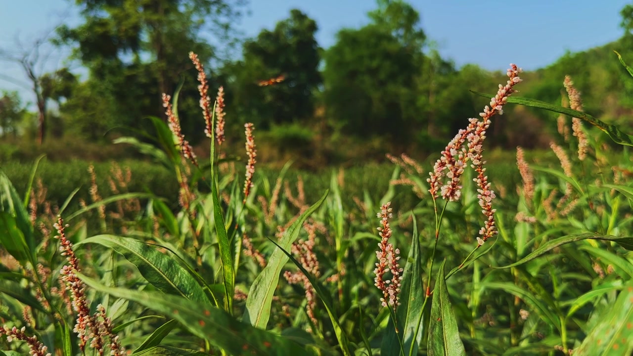 Vista de cerca de espigas de flores de Polígono de flor densa en flor meciéndose con una suave brisa mientras insectos polinizadores revolotean entre las flores en un vibrante hábitat de humedal
