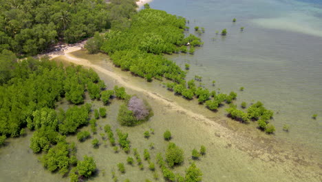 pantanos de marea baja con densos manglares durante el verano en el oeste de bali, indonesia