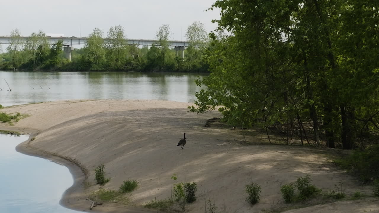 vista de un lago tranquilo con un ganso canadiense caminando por la orilla