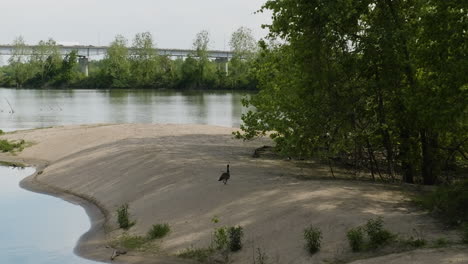 Blick-Auf-Einen-Ruhigen-See-Mit-Kanadischen-Gänsen,-Die-Am-Ufer-Spazieren