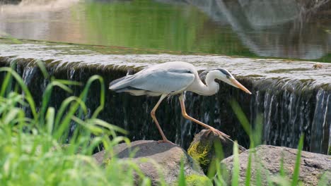 Graureiher-Auf-Felsen,-Die-Darauf-Warten,-Fische-Im-Bach-Zu-Fangen