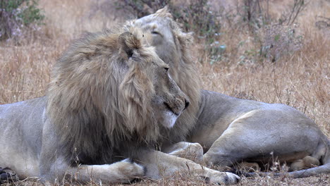 Vista-Cercana-De-Leones-Machos-Adultos-Interactuando-En-Matorrales-Sudafricanos