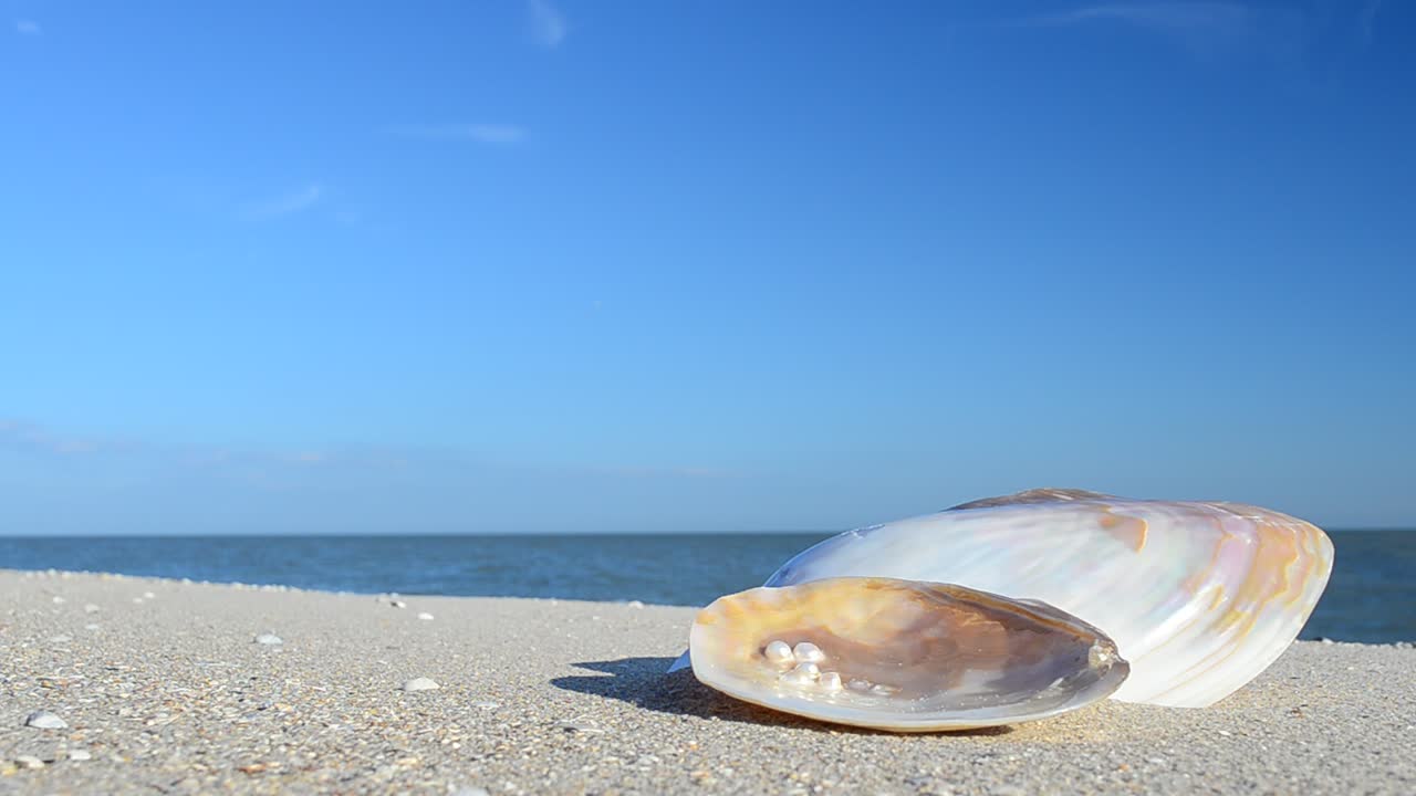 Cockleshells on sand against the background of waves. Shooting on the beach