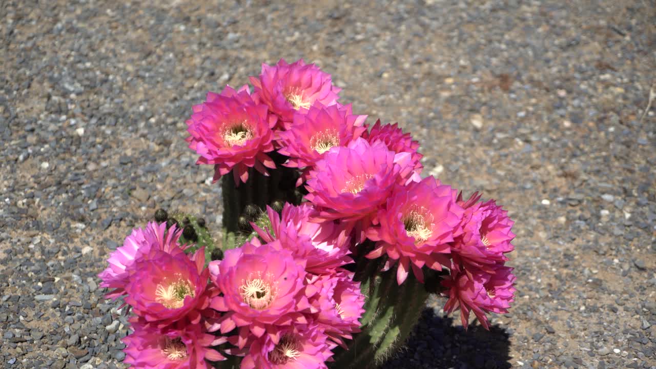 Cacti With Red Flowers In Wind