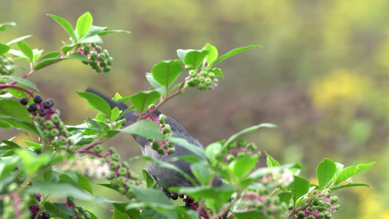 un pájaro gato comiendo bayas de un pequeño arbusto en la temporada de otoño