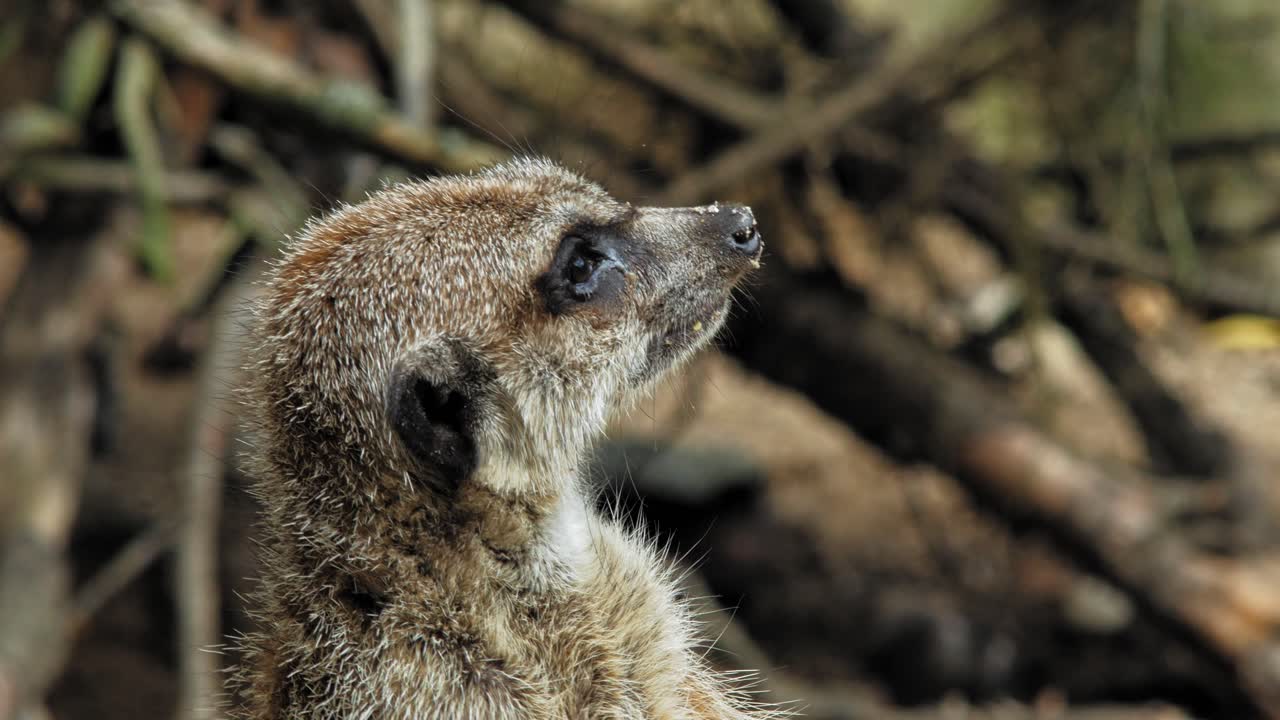 close up retrato de un lindo suricata mirando a su alrededor