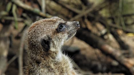 close up portrait of a cute meerkat looking around