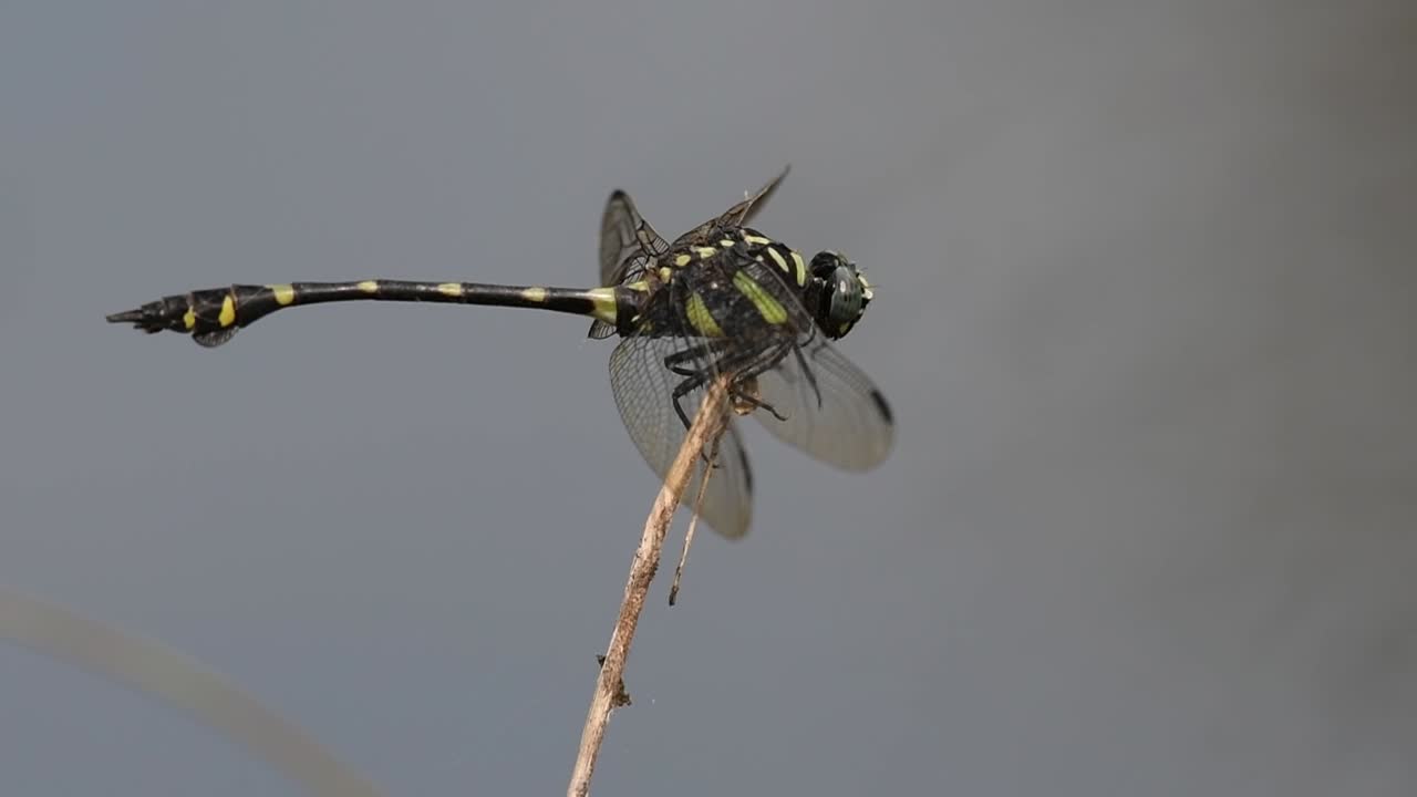 일반적인 flangetail 잠자리는 태국과 아시아에서 흔히 볼 수 있습니다.
