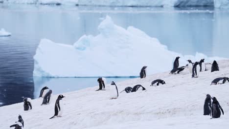 Penguins-Running,-Funny-Baby-Animals-with-Gentoo-Penguin-Chick-Chasing-its-Mother-in-a-Colony-in-Antarctica,-Antarctic-Peninsula-Wildlife-on-the-Mainland-Snow-Covered-Land-with-Icebergs