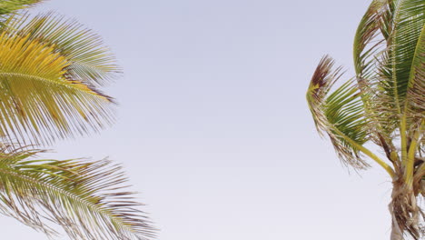 view of the sky and palm tree leaves and branches background