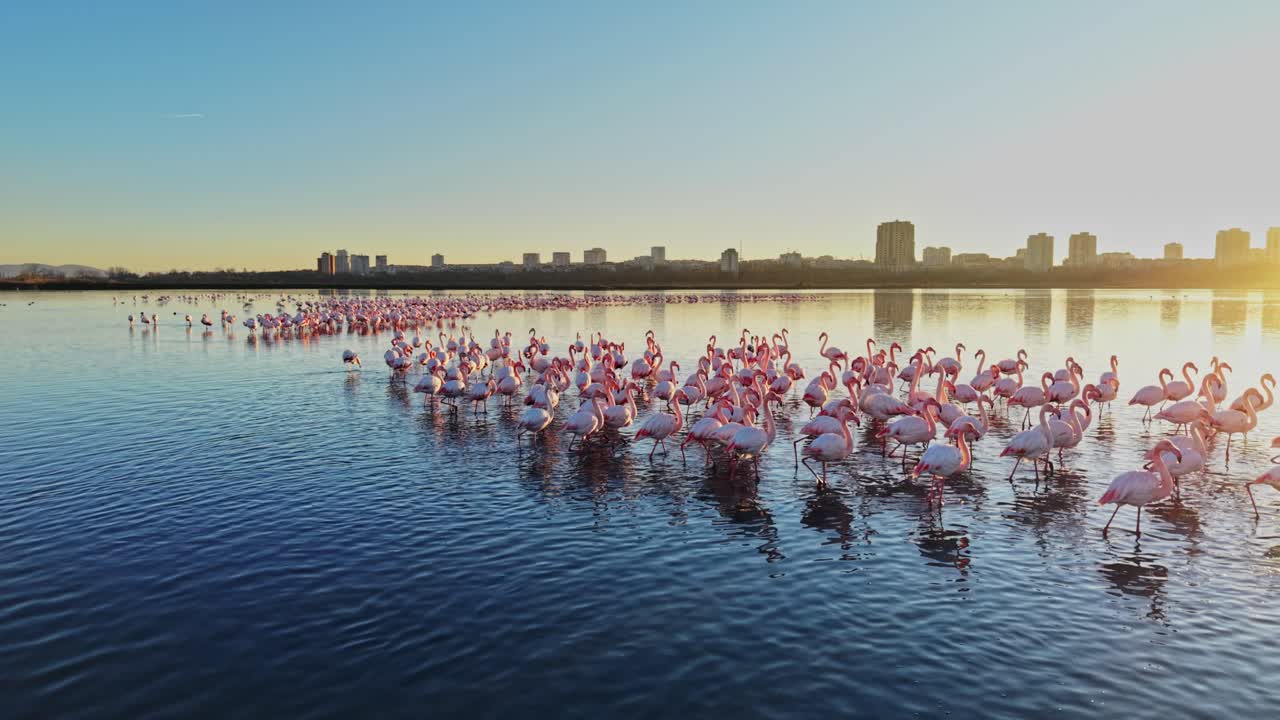 Flamingos gather at sunset near water with city skyline in the background