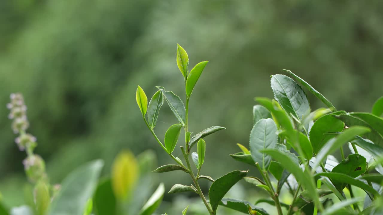 A beautiful tea garden on the hills of Darjeeling. Darjeeling tea is world famous for its taste and aroma. Darjeeling tea is mainly grown on the sloping lands of the hills