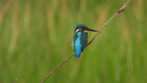 kingfisher in pond area waiting for food .