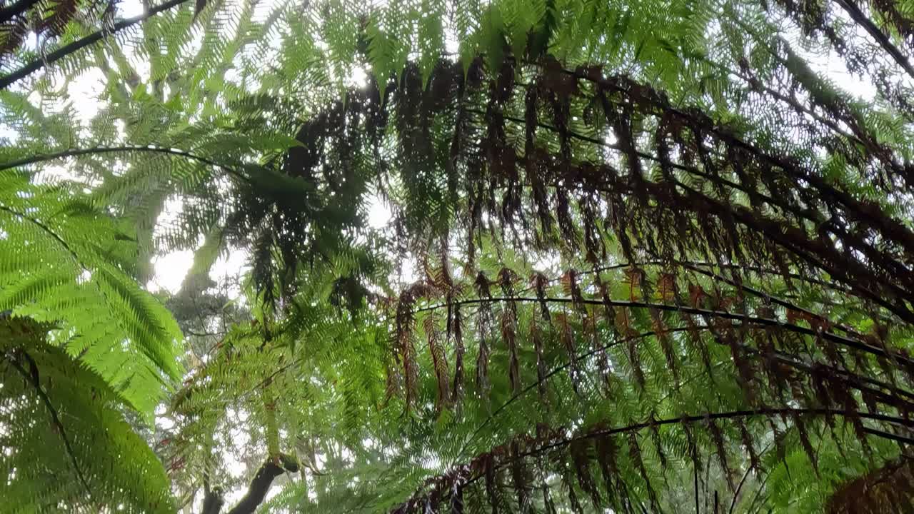 A close-up view of towering ferns creating a lush, green canopy in a dense forest setting.