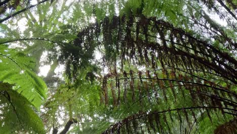a close-up view of towering ferns creating a lush, green canopy in a dense forest setting.