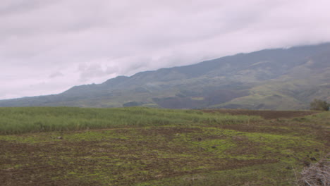 una vista imponente de una montaña desde detrás de una plantación de caña de azúcar