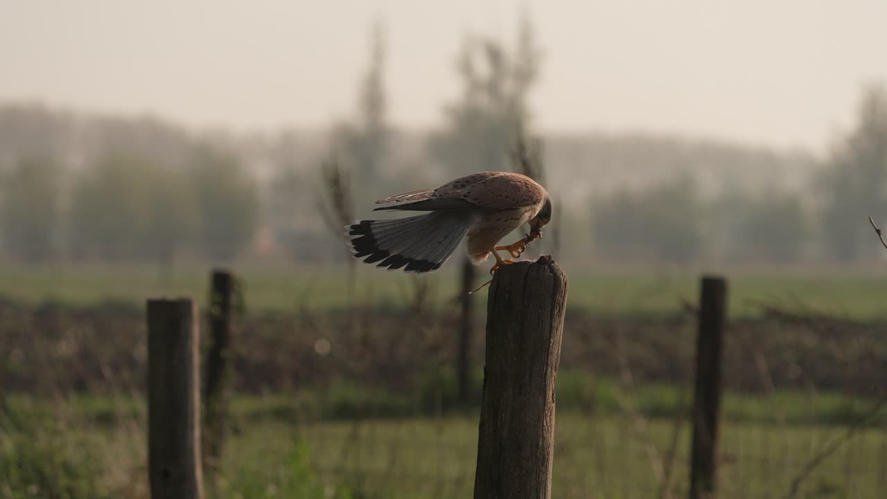 Eurasian kestrel chase off magpie trying to steal its prey from perch