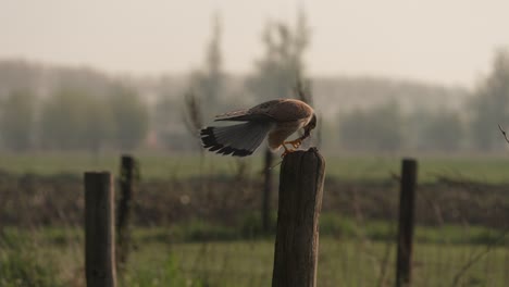 eurasian kestrel chase off magpie trying to steal its prey from perch