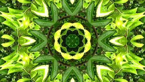 video abstracto que brilla, luz brillante que arregla movimientos sutiles de colores con una forma de flor, fondo negro