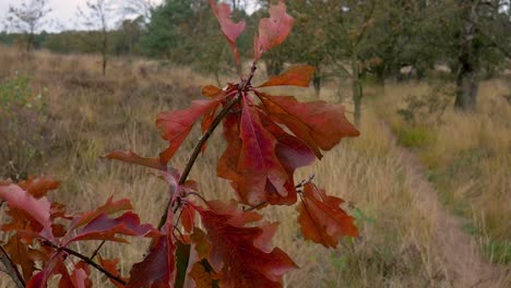 Follaje-Otoñal-De-Un-árbol-Joven-Que-Se-Balancea-En-El-Viento,-En-El-Fondo-Hay-Hierba-Amarilla-Y-Los-árboles-Están-Fuera-De-Foco