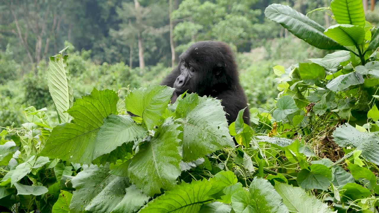 Un primo piano, ripreso con gimbal in 4K, di un gorilla di montagna adulto in via di estinzione, che vive nel suo habitat naturale nella giungla, Parco Nazionale Impenetrabile di Bwindi in Uganda, Africa