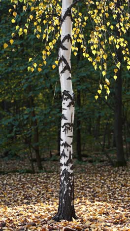 Vertical video of a birch tree with yellow leaves, captured at eye level