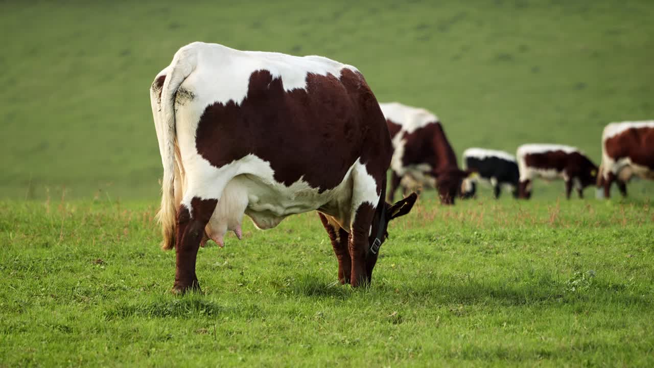 Paesaggio di prato tranquillo, mandria da latte, pascolo su campo verde