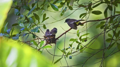 birds oriental pied fantail perched on the tree - low angle shot