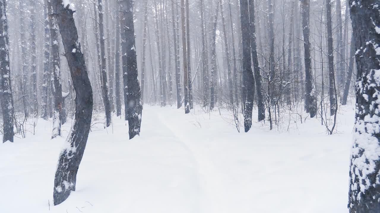 눈 인 겨울 숲길