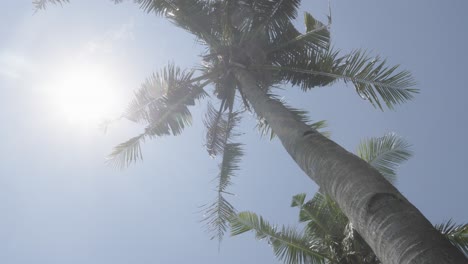 Sun-stands-high-in-blue-sky-casting-light-down-on-tropical-palm-tree-and-frond-leaves