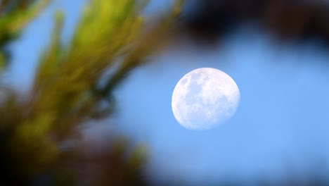 waxing gibbous moon seen through the vegetation at dusk