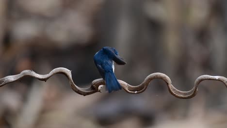 el papamoscas azul de indochina se encuentra en los bosques de las tierras bajas de tailandia, conocido por sus plumas azules y su pecho de naranja a blanco