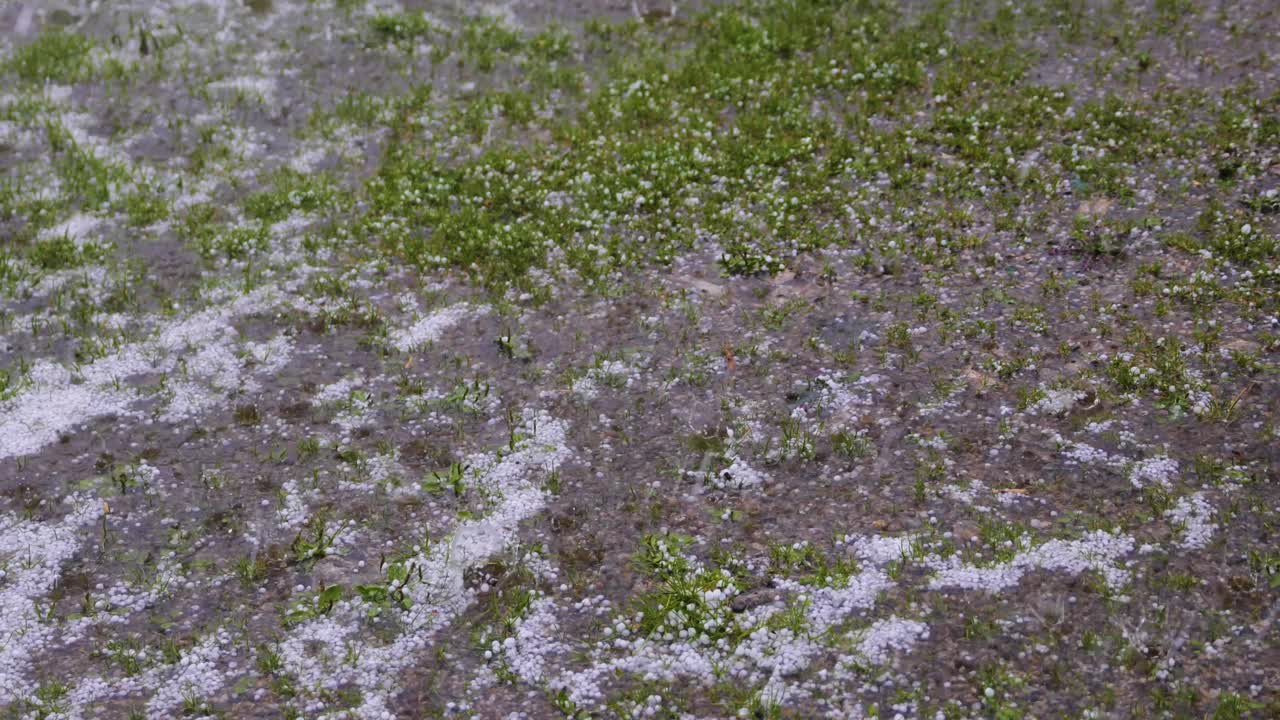 Large hail falls on the green grass.