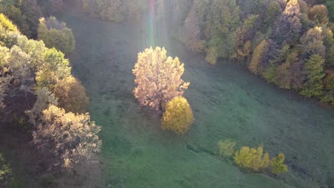 aerial view of a orange colored forest on autumn season