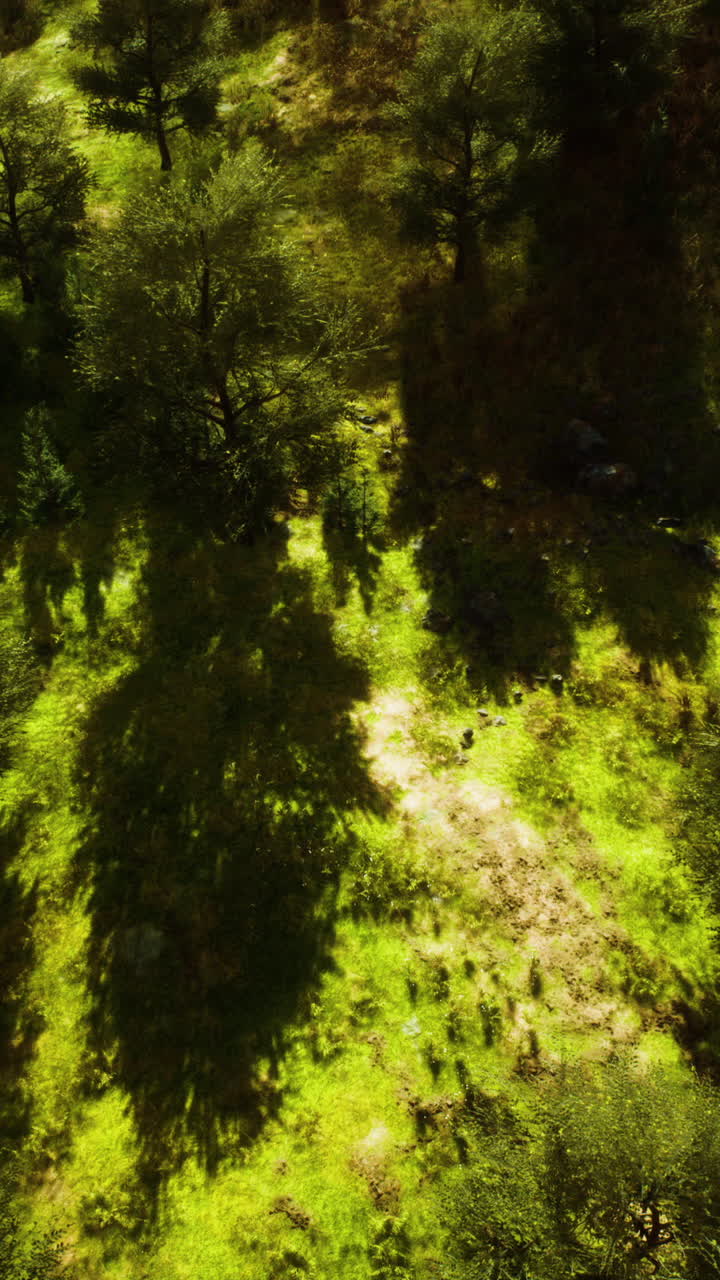 bosque tropical en la vista matutina de las tierras altas de malasia